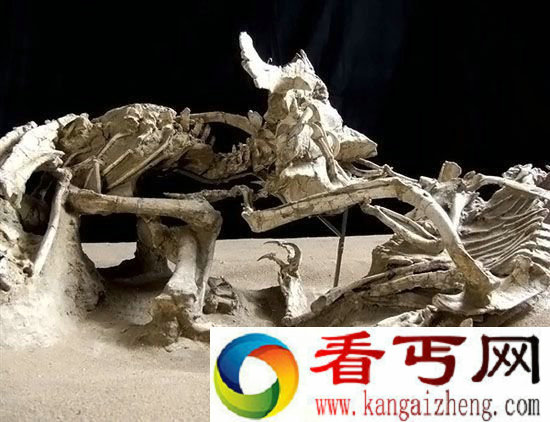 八大怪异化石 蛇吞恐龙惊现一幕被保存
