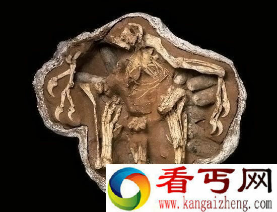 八大怪异化石 蛇吞恐龙惊现一幕被保存