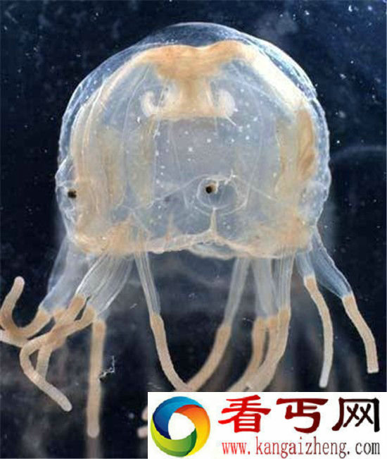 世界十大剧毒生物 听说见过的都死了
