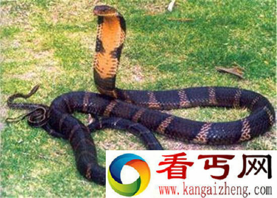 世界十大剧毒生物 听说见过的都死了