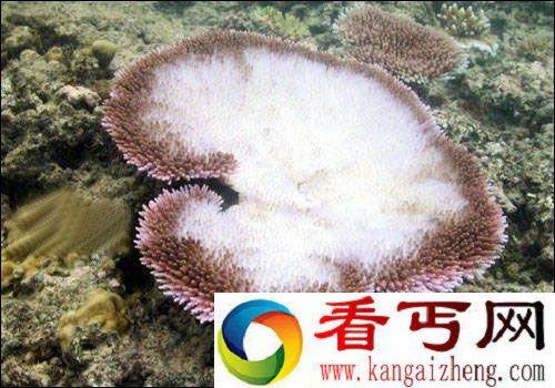 珊瑚白化