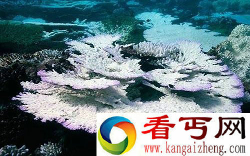 珊瑚白化