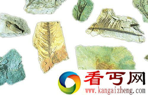 考古学家发现的古生物化石