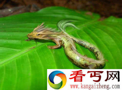 真龙？