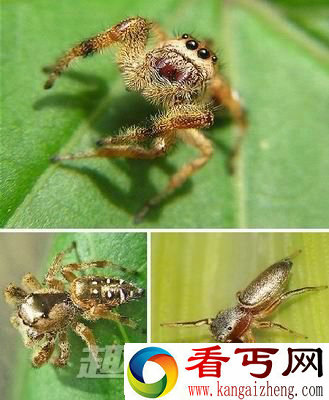黄金跳蛛