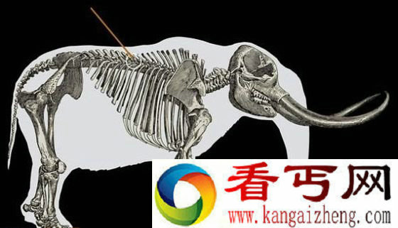 攻击部位