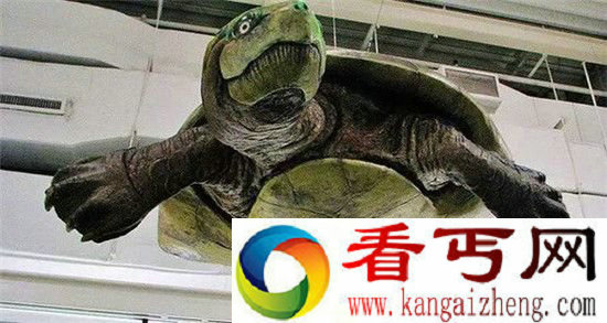 史前生物的正确打开方式 远古鹦鹉螺秒杀恐龙
