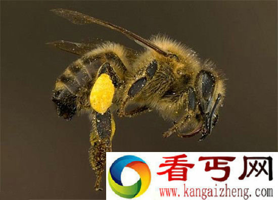 蜜蜂将引发第六次生物灭绝?人类首当其冲