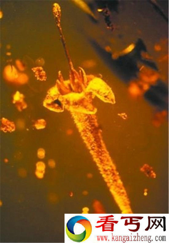 史前灭绝花朵琥珀中重现!距今已1500万年