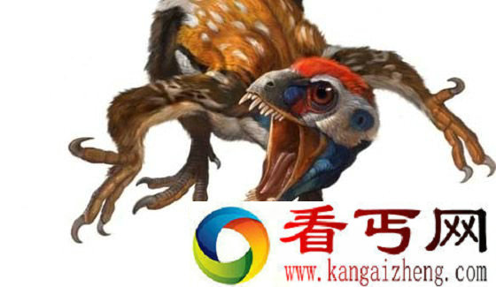中华鸟龙