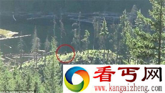 动物十大未解之谜 麦田怪圈或由袋鼠造成?