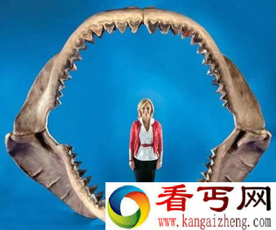 鲨颌骨
