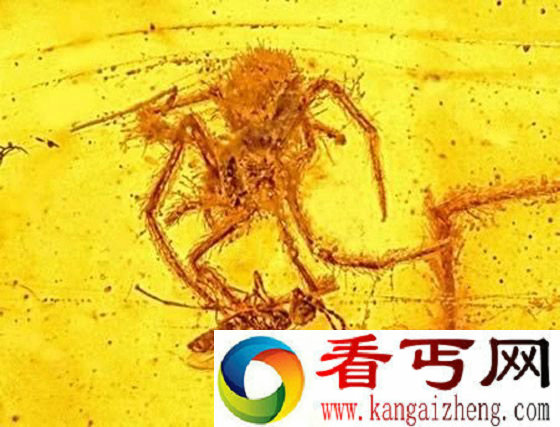蜘蛛正在进攻猎物的化石
