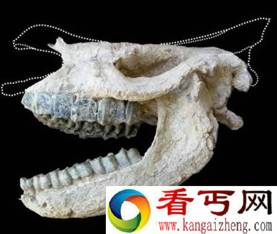 犀牛化石