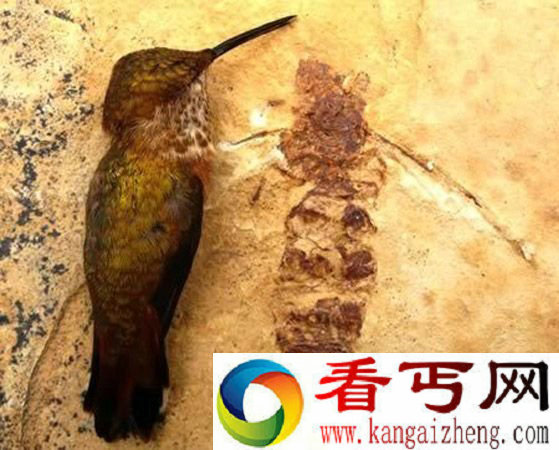 蚂蚁化石