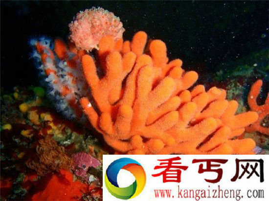 活了6.4亿年!世界现存最古老物种曝光