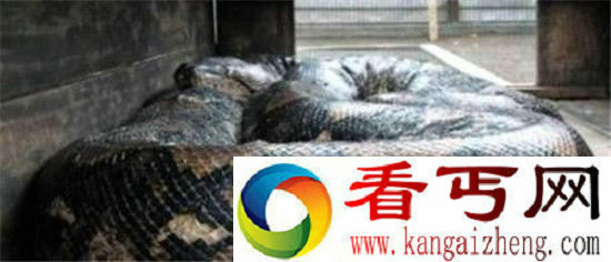 全球十大巨型动物巨型蚯蚓比蟒蛇还长
