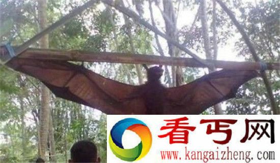全球十大巨型动物巨型蚯蚓比蟒蛇还长