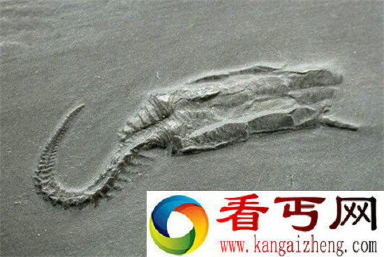 史前十大生物比恐龙更怪异!陆行鲸秒杀恐龙