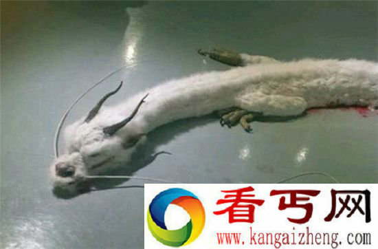 震惊!世界上仅存的蛟龙竟被开膛破肚