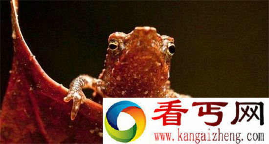 暴君水蛭排行美国国家地理十大神秘生物之首