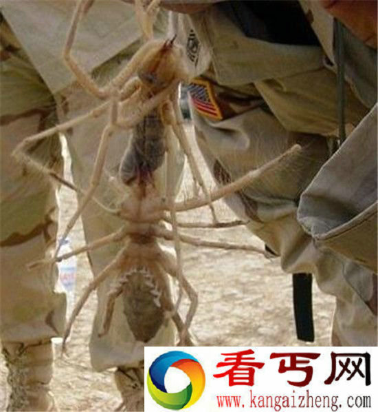 巨型蚂蚁统治人类未来世界 开启人类清除计划