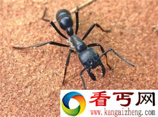 巨型蚂蚁统治人类未来世界 开启人类清除计划