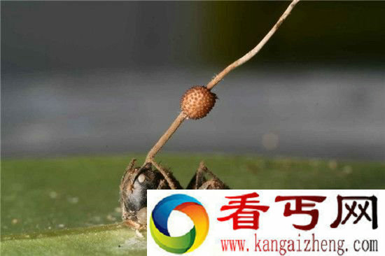 外星寄生虫!盘点动物界真实存在的”活僵尸“