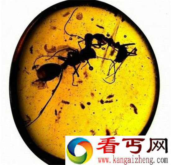 巨型蚂蚁竟是外星人寄生虫 500年后灭绝人类