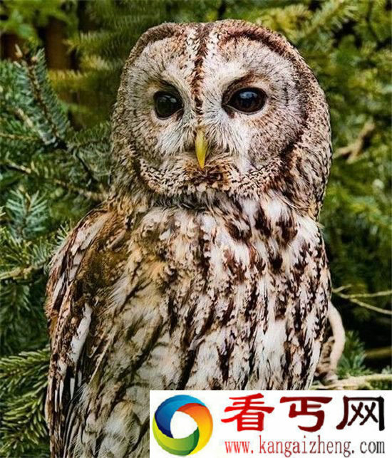 世界上进化最快的七种动物 人类没法比