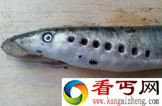 惊呆!史前生物七鳃鳗重现人间