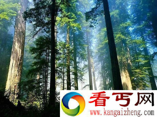亚马逊拥有超高史前文明  神秘雨林竟是人造 