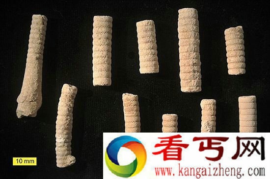史前文明谣言破解3亿年前螺丝钉只是普通化石