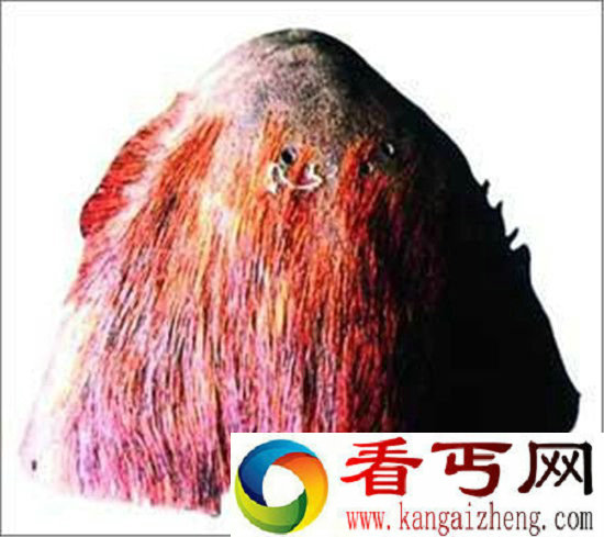 全球十大怪物盘点喜马拉雅雪人半人半猿?