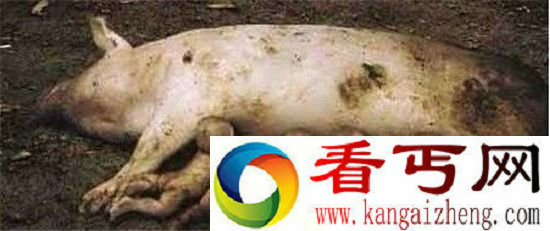 世上竟有人与猪杂交的怪物