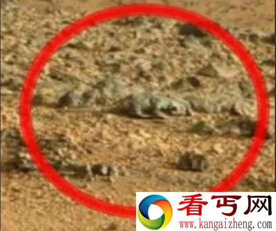火星疑现啮齿动物