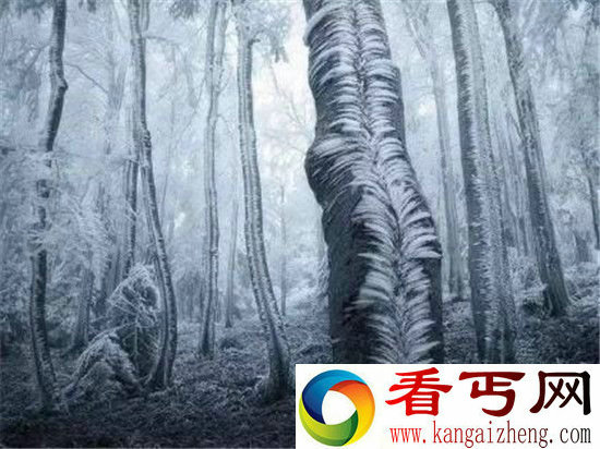 全球15个真实存在的最神秘森林 日本萤火虫之森最梦幻