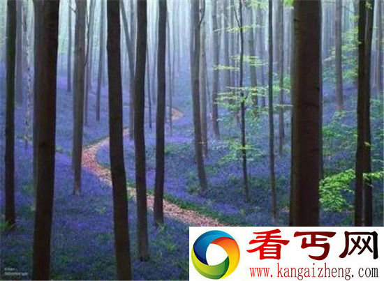 全球15个真实存在的最神秘森林 日本萤火虫之森最梦幻