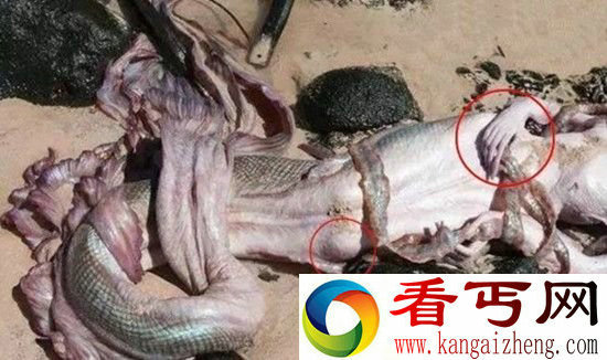 世界上真的存在美人鱼吗？