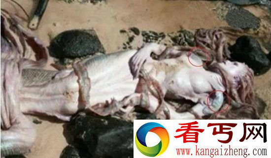 世界上真的存在美人鱼吗？