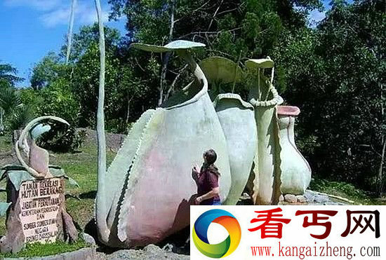 探秘食人树吃人之谜