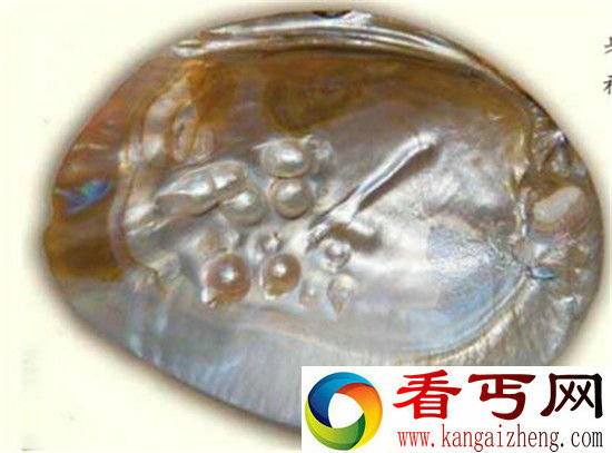 珍珠是如何形成的?宝石般的珍珠母