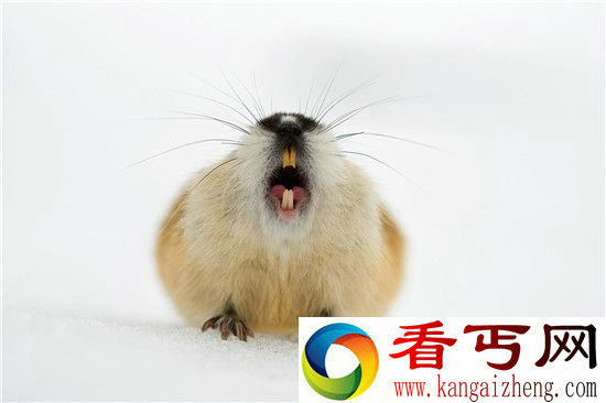 旅鼠为何相约投海自尽自杀之谜