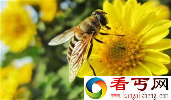 蜜蜂灭亡或引发蝴蝶效应毁灭地球 外星人趁机入侵