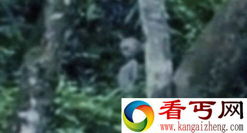 外星人郊游巴西亚马逊?游客拍摄外星人照片