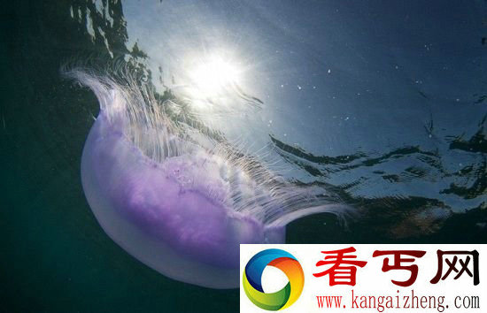 科学家新理论外星人生活在水下且科技落后