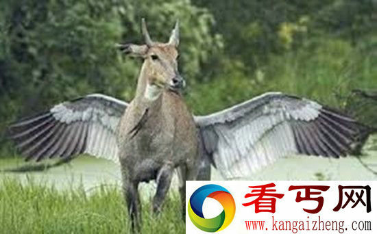姜子牙坐骑神兽四不像是什么动物?