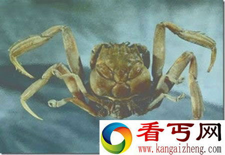平家蟹