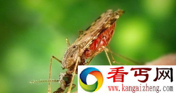 疟疾药物疗法