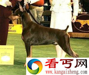 都卜曼犬
